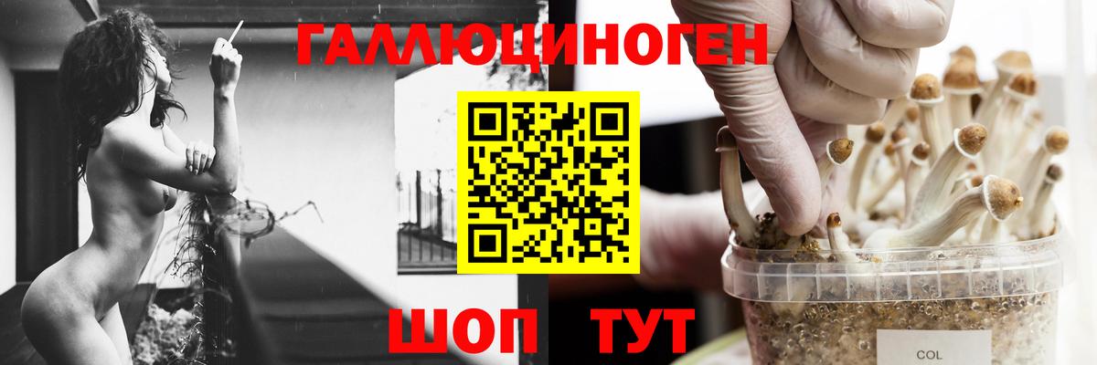 Галлюциногенные грибы Psilocybe  Вход с VPN  Озёры 